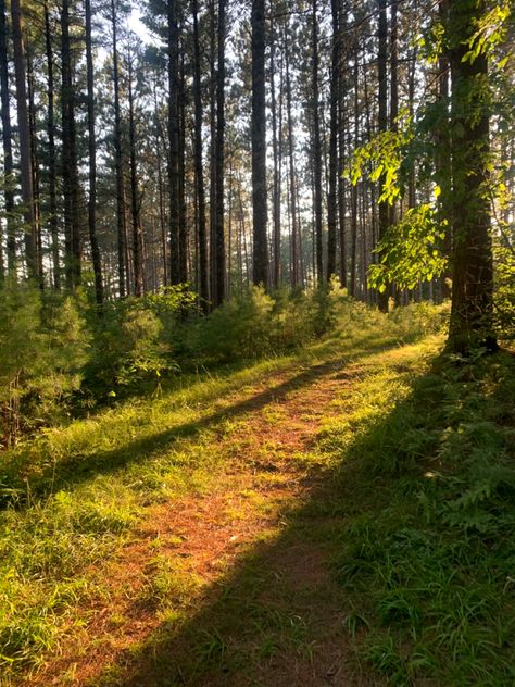 Ezra Core Aesthetic, Summer Sunshine Aesthetic, Payton Core Aesthetic, Forest Summer, Sunshine Falls Aesthetic, Forest Summer Aesthetic, Forest Core Aesthetic, Bright Forest, Summer Forest