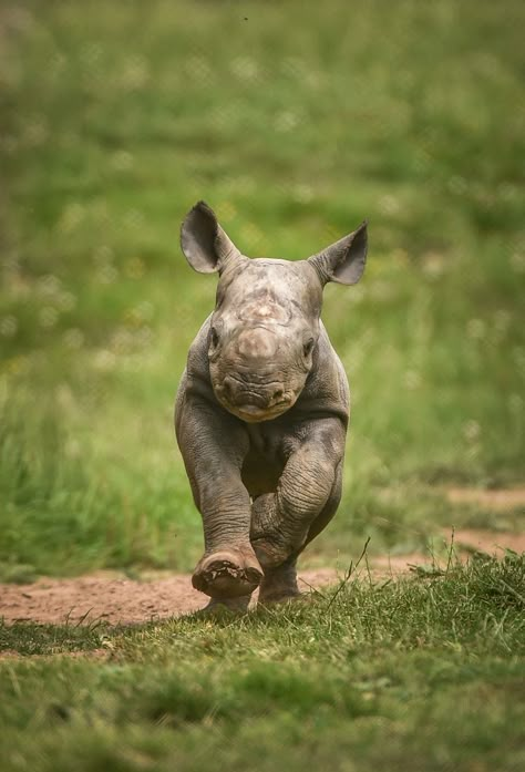 Inktober 2024, Baby Rhino, Wild Animals Photography, Chester Zoo, Black Rhino, Animals Photography, Animal Print Wallpaper, On Safari, Rare Animals