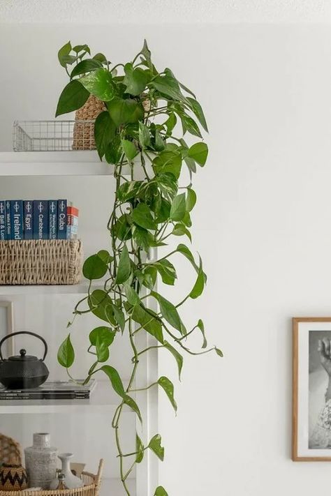 Hanging Plant In Bedroom, Big Plants Indoor, Hanging Plants Room, Pothos Wall, Pothos Plant Decor, House Plants Aesthetic, Indoor Vine Plants, Pothos Vine, Indoor Vines