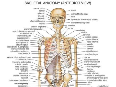 Human Bone Anatomy, Bone Diagram, Human Bone Structure, Human Anatomy Picture, Human Body Bones, Skeletal System Anatomy, Human Body Diagram, Bone Anatomy, Human Skeletal System