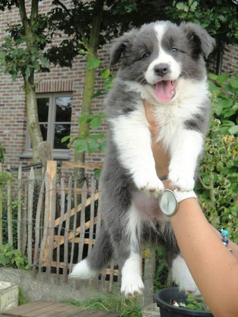 Adorable Grey/Blue Border Collie Border Collie Puppies, Collie Puppies, Labrador Retriever Puppies, Border Collie Dog, Herding Dogs, Australian Shepherds, Collie Dog, Border Collies, Australian Shepherd