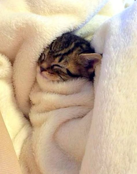 Cute Kittens | Adorable Kitten Pictures | Baby Kitten Snuggling: Söt Katt, Adorable Kitten, Kitten Pictures, Cute Kitties, Baby Kittens, Here Kitty Kitty, Cute Animal Pictures, I Love Cats, Kitty Kitty