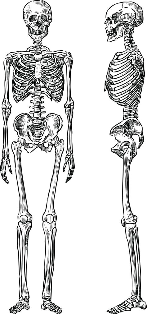 Skeleton Art Drawing, Skeleton Vector, Biology Drawing, The Human Skeleton, Bone Drawing, Skeleton Human, Human Skeleton Anatomy, No Bones About It, Anatomy Bones