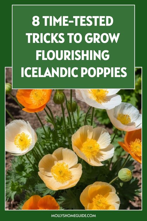 Discover the secrets of cultivating vibrant Icelandic poppies in your garden with our easy step-by-step guide. Learn how to grow Icelandic poppies from seeds, when and where to plant them, and the best care tips for a successful bloom season. Explore the beauty of these delicate flowers as they add a pop of color to your outdoor space. Whether you're a beginner or seasoned gardener, our comprehensive instructions will help you cultivate stunning Icelandic poppies that will brighten up your lands Planting Poppy Seeds, Icelandic Poppies, Garden Paradise, Creative Diy Projects, Liquid Fertilizer, Gardening Tips For Beginners, Poppy Seeds, Native American History, Delicate Flowers