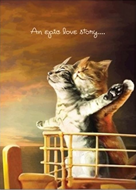 Happy Anniversary Meme, Happy Anniversary Funny, Funny Anniversary Wishes, Cat Birthday Wishes, Anniversary Quotes For Couple, Mom Dad Anniversary, Anniversary Wishes For Couple, Cute Cat Quotes, Happy Anniversary Quotes