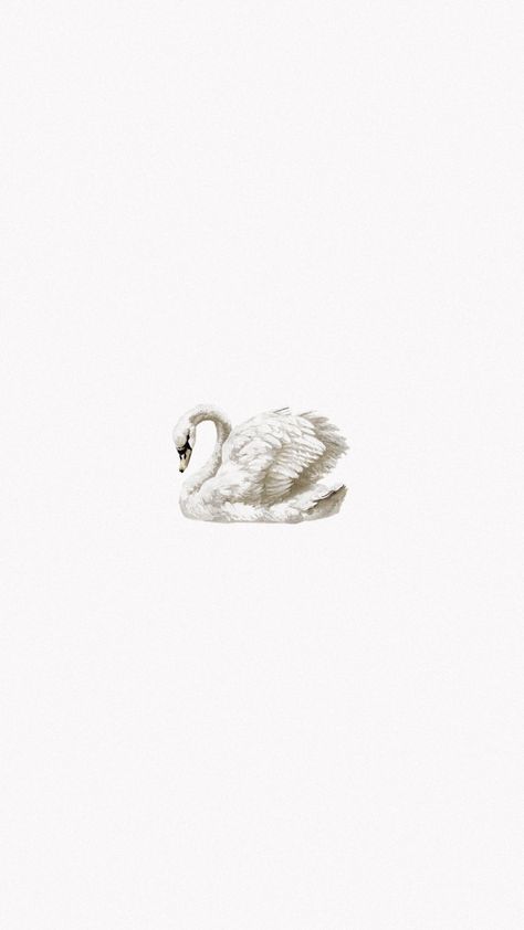 Swan Wallpaper, Wallpapers Ipad, Flipagram Instagram, Iphone Wallpaper Photos, White Swan, Wallpaper Ipad, Swan Lake, White Wallpaper, Screen Savers