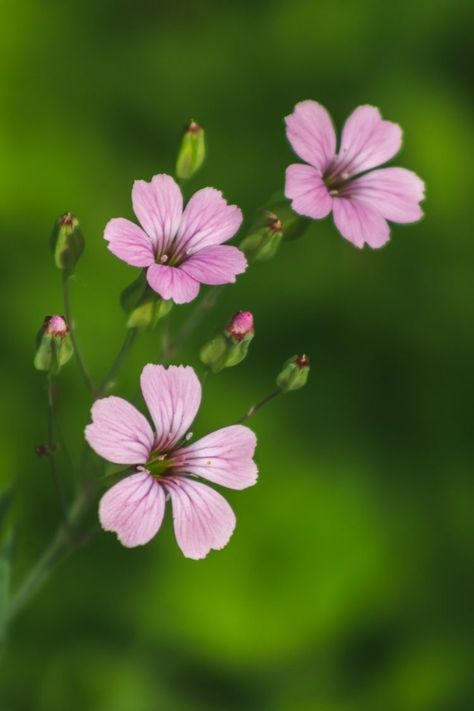 Wild Flower Photography, Small Flowers Drawing, Nature Flowers Photography, Feminine Flowers, Small Purple Flowers, Inspiration Art Ideas, Small Pink Flowers, Dainty Flowers, Art For Walls