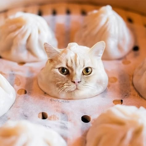 Cats As Food, Hybrid Animals, Silly Kitty, Funny Looking Cats, Silly Kitties, Sushi Cat, Food Cat, Kitty Meow, Silly Cats Pictures