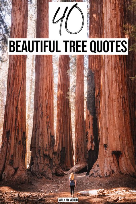 Whether you’re looking for a bit of inspiration or the perfect caption for an Instagram pic, we have you covered with 40 of the most thought provoking quotes about trees. #Quotes #InspirationalQuotes Quotes About Woods Nature, Tree Growth Quotes, Tree Of Life Quotes Wisdom, House In The Woods Quotes, Trees Quotes Inspirational, Forest Love Quotes, Inspirational Tree Quotes, If A Tree Falls In The Forest Quote, Be Like A Tree Quotes