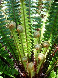 Fern   - Color Note:  Green and Brown Fern Fiddlehead, Garden Ferns, Fern Garden, Nelson New Zealand, Marlborough Sounds, Ferns Garden, Abel Tasman, California Garden, Fall Planters