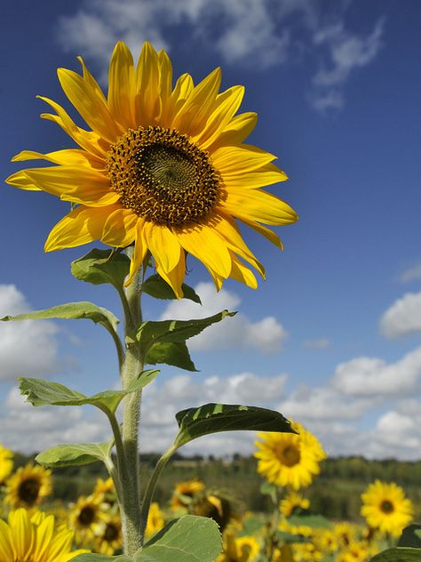 Sunflowers And Daisies, Sunflower Pictures, Sunflower Wallpaper, Sunflower Art, Happy Flowers, Sunflower Fields, Flowers Nature, Flower Field, Love Flowers