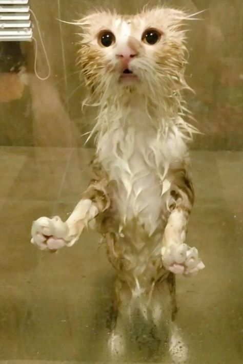 Silly Animal Pictures, Funny Looking Cats, Ugly Cat, Wet Cat, Funny Animal Photos, Silly Cats Pictures, Cute Cats Photos, Pretty Animals, Silly Animals