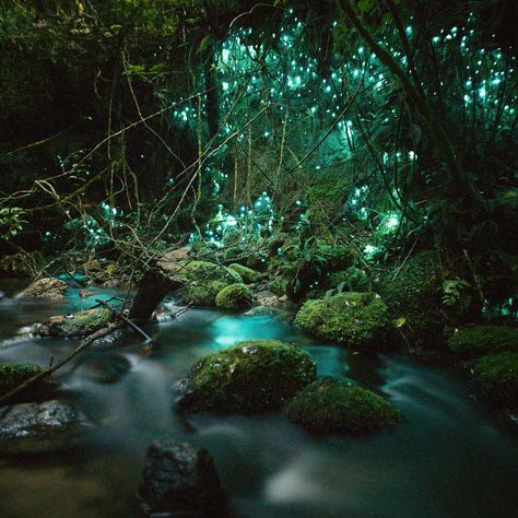 16.1k Likes, 429 Comments - Jacob Moon (@moonmountainman) on Instagram: “One of my big bucket list things to see in New Zealand was the glow worms 🐛. If you’ve been…” Glow Worms, Glow Worm Cave, Get Paid To Travel, Paid To Travel, Underground Caves, Glow Worm, Autumn Park, Lost City, Oh The Places Youll Go