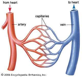 Anatomy Of The Heart, Anatomy, I Hope, Human