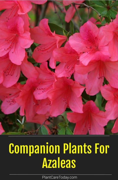 Planting Azaleas Tips, Azalea Shrub Landscaping, Where To Plant Azaleas, Azalea Landscaping Ideas, Encore Azaleas Landscaping Front Yards, Azealas Flowers, Azelia Bush Landscaping, Azalea Companion Plants, Azealas Landscaping