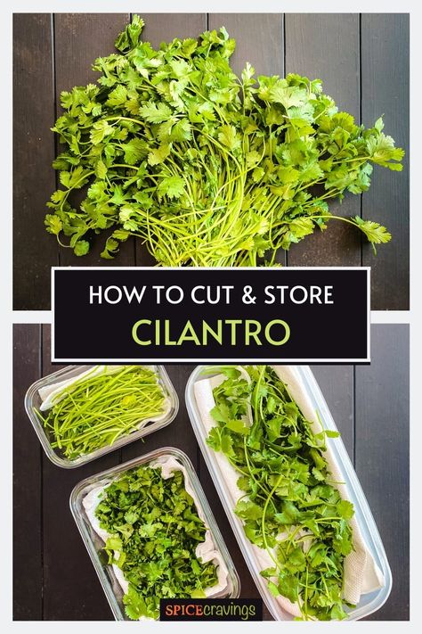 Here is the ultimate guide on How to Store Cilantro in the fridge, along with tips and tricks on how to buy, clean, cut and use in recipes. #cilantro #howto #cooking101 Freeze Cilantro, Store Cilantro, Herbs For Inflammation, Freezing Cilantro, Herb Dressing, Drying Cilantro, Storing Vegetables, Harvesting Herbs, Vegetable Storage