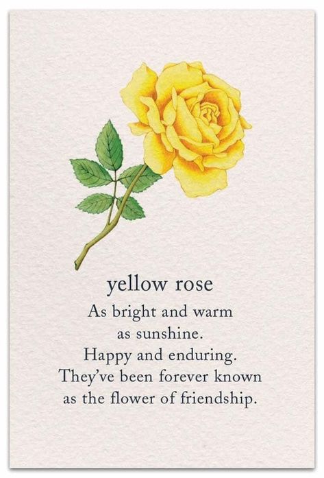 Flowers With Meaning Messages, Flowers And What They Symbolize, You Are My Yellow Meaning, Flowers That Mean Friendship, Flowers For Friendship, You Are My Yellow, Yellow Roses Quotes, Yellow Rose Quotes, Poem About Flowers