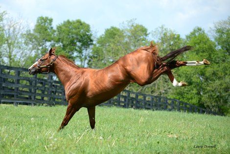 California Chrome Horse Kicking, California Chrome, Western Pleasure Horses, Barrel Racing Saddles, Akhal Teke Horses, Horse Poses, Thoroughbred Racehorse, Preakness Stakes, Horse Show Clothes