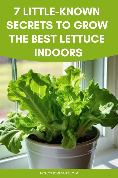 Discover the ultimate guide on how to grow lettuce indoors! Whether you're an experienced gardener or a newbie, this comprehensive tutorial will walk you through the steps from start to finish. Learn about the best varieties of lettuce to grow indoors, essential tips for successful cultivation, and innovative gardening techniques that will help maximize your indoor space. With a little patience and dedication, you'll soon be enjoying fresh, crisp lettuce right from your own homegrown garden. Grow Romaine Lettuce Indoors, Indoor Lettuce Growing, How To Grow Butter Lettuce, Growing Greens Indoors, Food Plants To Grow Indoors, Edible Indoor Plants, How To Grow Lettuce Indoors, Growing Dill Indoors, Indoor Lettuce Garden