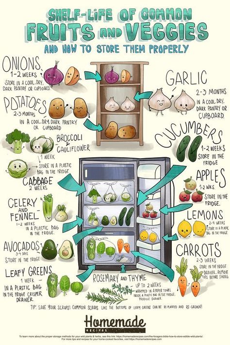 Food Shelf Life, Food Shelf, Storing Fruit, Storing Vegetables, Edible Wild Plants, Fruit And Vegetable Storage, Vegetable Storage, Fruit Storage, Food Info