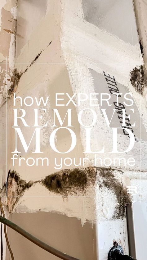 What experts do to remove mold from your home How To Get Rid Of Black Mold On Walls, Mold Remover Bathroom, Bathroom Mold, Remove Mold, Black Mold, Cleaning Mold, Mold Removal, Mold Remediation, Removal Company