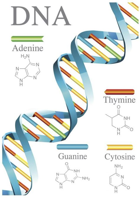 Living Things are based on a universal genetic code Dna And Genes, Characteristics Of Living Things, Biochemistry Notes, Human Dna, Biology Lessons, Biology Notes, Medical Anatomy, Molecular Biology, Science Biology