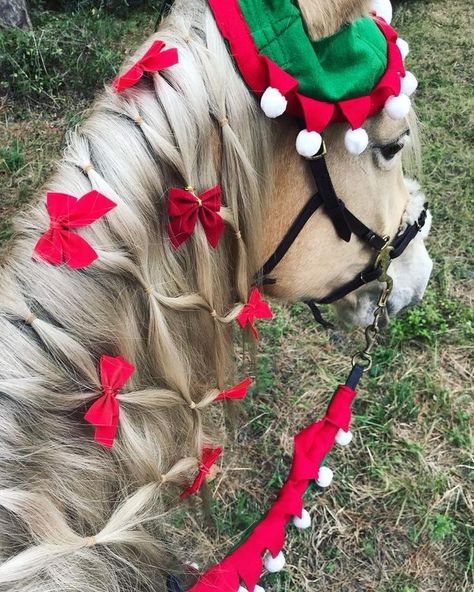 Pony Christmas Costume, Christmas Parade Horse Ideas, Horse Christmas Parade Ideas, Christmas Horse Costumes, Horse Christmas Parade, Horse Christmas Costume, Horse Christmas Pictures, Christmas Horse Photoshoot, Christmas Dress Up Ideas