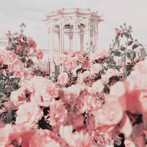 aphrodite aesthetic Aphrodite Cabin, Mythology Aesthetic, Lady Aphrodite, Greek Aesthetic, Roses Photography, Aphrodite Aesthetic, Goddess Aphrodite, Aphrodite Goddess, Greek Pantheon