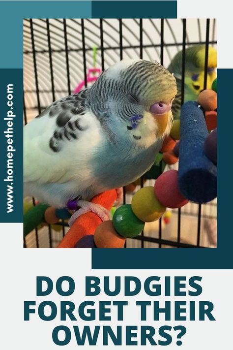 Budgie Diet, Budgie Behavior, Baby Parakeets, Budgie Food List, Budgie Room, Budgie Health, Baby Budgies, Parrot Food, Talking Parrots