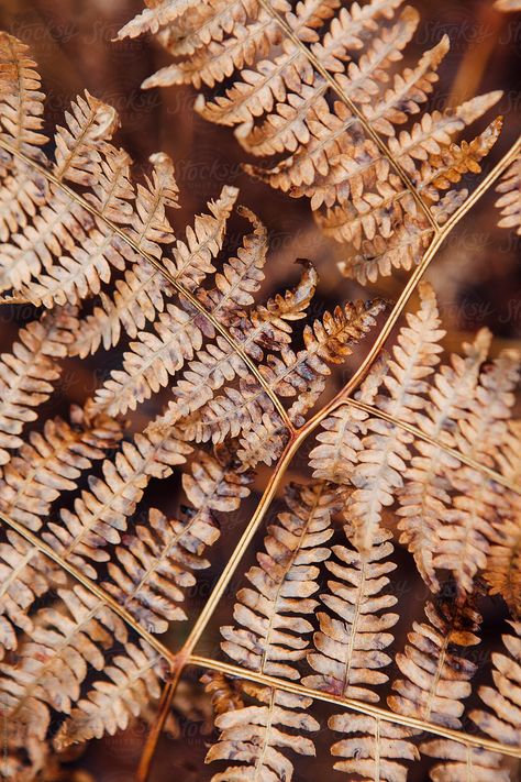 Dry Fern Leaves In The Woods In Winter. | Stocksy United Dried Fern Leaves, Autumn Forest Wedding, Green Rustic Wedding, Harvest Moon Wedding, Flowers Craft Ideas, Aesthetic Textures, Dried Flowers Ideas, Flora Background, Autumn Barn Wedding