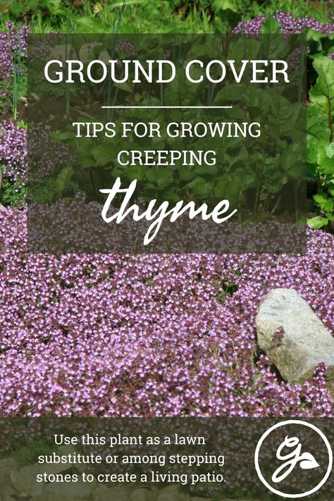 Blue Creeping Thyme, Creeping Thyme Between Pavers, Thyme Plant Care, Creeping Thyme Ground Cover, Lawn Substitute, Thyme Uses, Red Creeping Thyme, Front Garden Bed, Clover Lawn