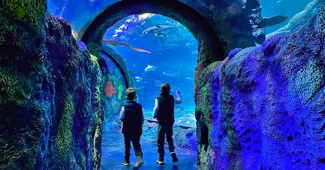 Walk Through An Enchanting Aquarium At Michigan’s First And Only Underwater Ocean Tunnel Aquarium Tunnel, Underwater Tunnel, Hot Dog Restaurants, Fun Trips, Michigan Adventures, Travel Michigan, Underwater Ocean, Family Beach Trip, Gorgeous Houses