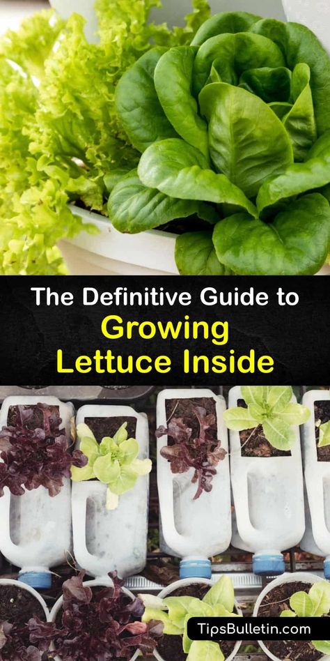 Learn how to plant lettuce seeds in potting soil at home to grow your own lettuce plants indoors on a windowsill. Whether your favorite lettuce varieties are romaine, butterhead or iceberg, discover how to water and prevent the outer leaves bolting for a tasty harvest. #grow #lettuce #indoors Grow Romaine Lettuce Indoors, Planting Lettuce From Seed, Regrow Romaine Lettuce In Water, How To Grow Lettuce Indoors, Planting Lettuce In Containers, How To Plant Lettuce, Planting Lettuce Seeds, Garden Preserving, Farming Hacks