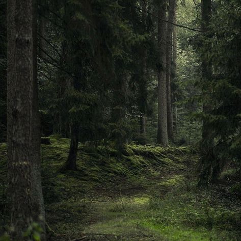 Dark Pine Forest Aesthetic, Eden Green Aesthetic, Tavern Core, Beverly Core, Pine Forest Aesthetic, Dark Naturalism, Dark Forest Aesthetic, Forest Core, Forest Aesthetic