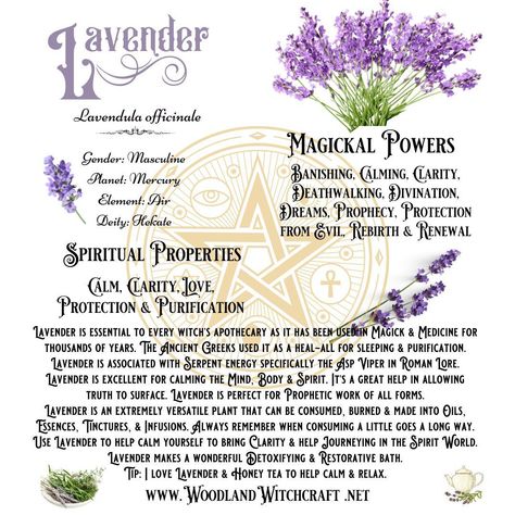 Lavender has been used for centuries for its soothing and calming properties. But did you know that it also has powerful magickal properties? #lavender #magick #spells #rituals #intuition #calm #peace #protection #purification #healing #witchyvibes #witchythings #mindbodyspirit #tranquility Lavender Properties Witchcraft, Lavender Meaning Witchcraft, Lavender Spiritual Meaning, Lavender Herb Magic, Lavender Magical Properties, Lavender Witchcraft, Purification Spell, Lavender Meaning, Lavender Magic