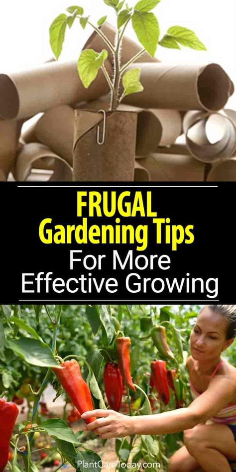 Frugal Gardening, Organic Vegetable Garden, Garden Hacks, Magic Garden, Veg Garden, Gardening Hacks, Home Vegetable Garden, Kew Gardens, Organic Vegetables