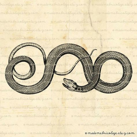 Ouroboros Tattoo, Snake Illustration, Folding Origami, Snake Art, Snake Design, Snake Tattoo, Scientific Illustration, Wow Art, Medieval Art