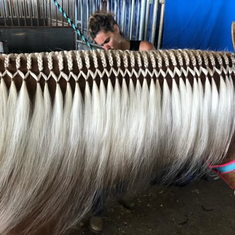 Western Braids For Horses, Mane Braids For Horses, Horse Braiding Ideas, Horse Tail Braid, Horse Mane Styles, Horse Hairstyles, Mane Braids, Horse Mane Braids, Horse Braids