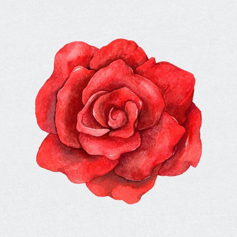 Psd red rose flower vintage clipart | premium image by rawpixel.com / Boom Haldi Card, Roxy Wallpaper, Sketch Rose, Flower Valentines, Rose Line Art, Rose Reference, Rose Marble, Abstract Rose, Rose Sketch