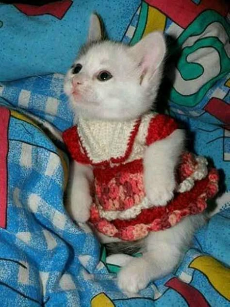 Ooooooh. My. Word! Super cute!!!!!!!!! White Kitten, Cute Kitties, Here Kitty Kitty, Cute Cats And Kittens, I Love Cats, Silly Cats, Kitty Kitty, Zulu, Cats Meow