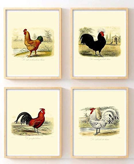 Amazon.com: Ink Inc. Vintage Chicken Rooster Wall Art Prints Home Kitchen Decor Set of 4 8x10 Prints: Posters & Prints Country Art Prints, Watercolor Chickens, Chicken Kitchen Decor, Rooster Illustration, Rooster Wall Art, Rooster Wall, Vintage Chicken, Rooster Print, Illustration Art Prints