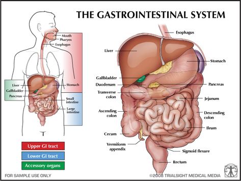 Health Education/Information - GI System Gi Nursing, Gastrointestinal Nursing, Clinical Medical Assistant, Dr Rajkumar, Gi System, Gastrointestinal System, Student Aesthetic, Laser Surgery, Laparoscopic Surgery