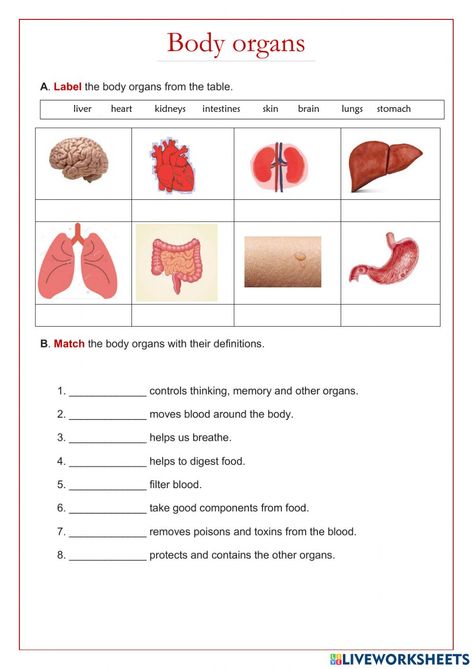 Human Body Organ System, Studying Science, Human Body Worksheets, Human Body Science, Human Body Organs, Worksheets For Grade 3, Esl Vocabulary, Internal Organs, Kids Math Worksheets