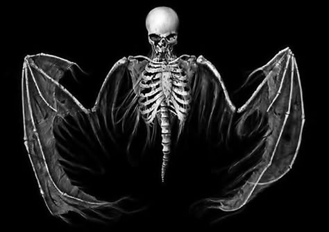 Winged skeleton Angel Sketch, Skeleton Drawings, Animation References, Skulls And Bones, Dark Artwork, Wings Art, Skull Bones, Dark And Twisted, Skeleton Art