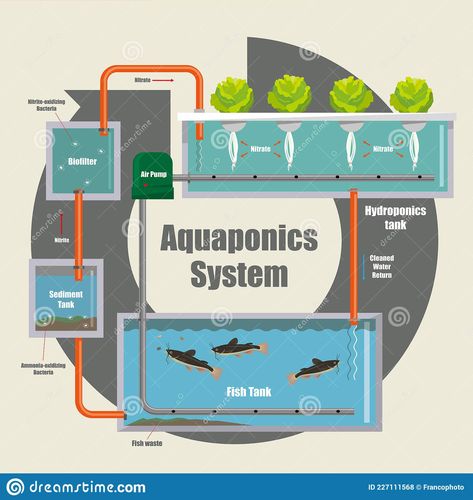 Aqua Ponics, Hydroponic Gardening Diy, Aquarium Sump, Aquaponic System, Aquaponics Greenhouse, Backyard Aquaponics, Nature And Technology, Aquaponics Fish, Aquaponics Diy