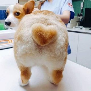 Corgi is unimpressed with his new heart butt cut. : aww Corgi Funny, Corgi Butts, Corgi Puppy, Cute Corgi, White Dog, Pembroke Welsh Corgi, Corgi Dog, Welsh Corgi, 귀여운 동물