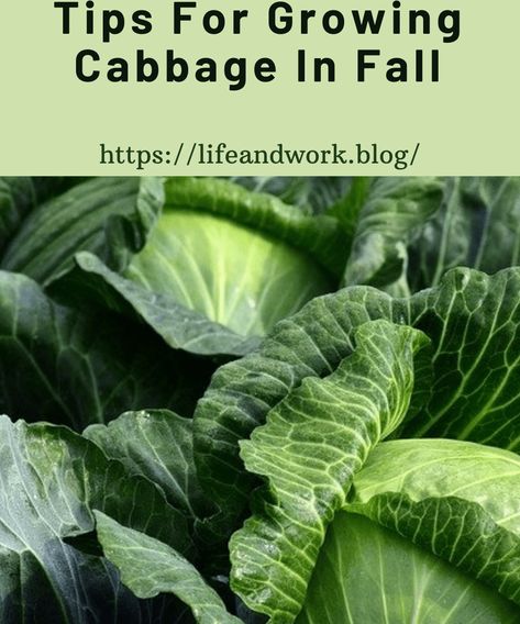 Growing Fall Cabbage How To Grow Cabbage, Grow Cabbage, Growing Cabbage, Cabbage Varieties, Types Of Cabbage, Cabbage Plant, I Am Growing, Pest Management, Easy Mexican