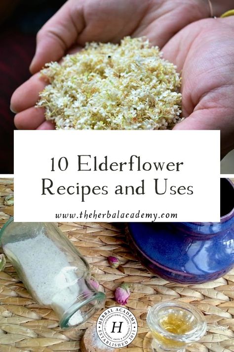 10 Elderflower Recipes and Uses | Herbal Academy | Here is an assortment of elderflower recipes to try yourself. Like us, we hope you find the flower an alluring early-summer resource! Elderflower Cheesecake, Elderflower Wine, Elderflower Drink, Foraging For Beginners, Elderflower Recipes, Elderflower Tea, Tea Jelly, Elderberry Flower, Fruit Leather Recipe