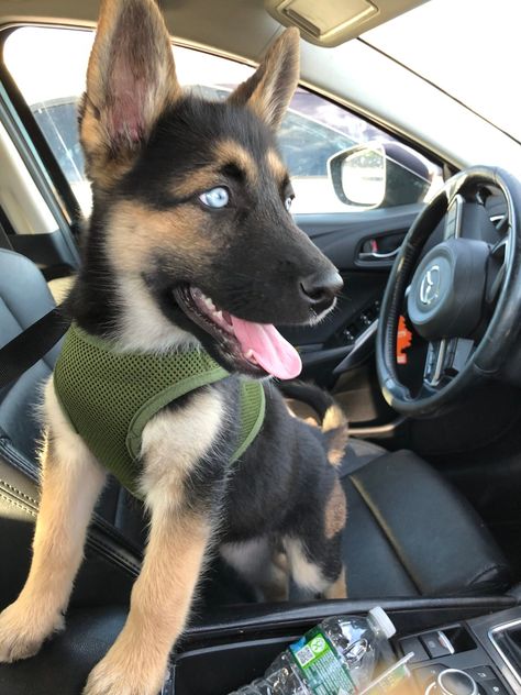 German Shepard mixed husky for sale Husky X German Shepherd, Husky German Shepard Mix Puppy, German Shepherd Husky Mix Puppy, German Shepard Husky Mix, Cute Dog Mixes, German Shepherd For Sale, German Shepherd Husky Mix, German Shepherd Husky, German Shepherd Mix