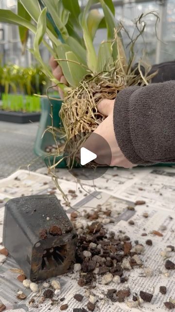 How To Replant Orchids, Repotting Orchids, Orchid Plant Care, Chicago Botanic Garden, Orchid Plant, Orchids Garden, Orchid Care, Orchid Plants, Replant